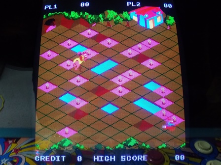 Jackrabbit with blue issues